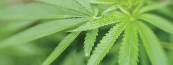 CUBT marijuana banner