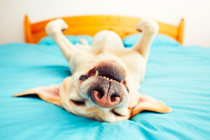 sleepy-pup
