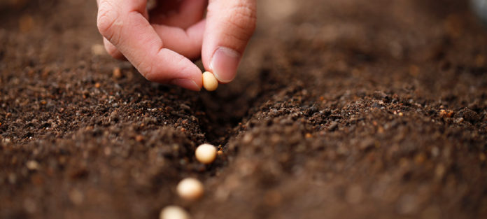 Planting seeds