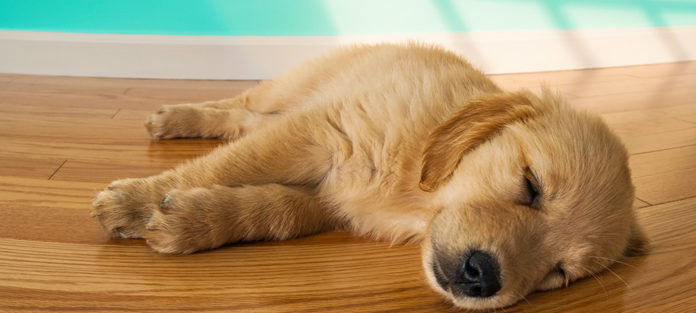 Sleeping puppy