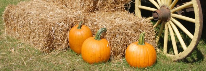 Pumpkins-on-hay-bails_cropped