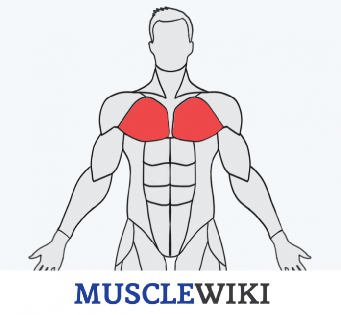 Musclewiki3