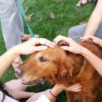 Take a break pet a dog