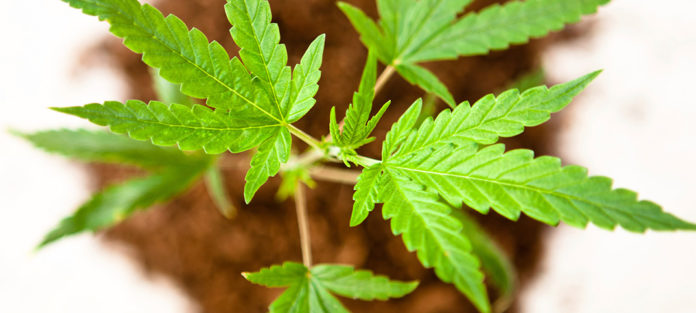 marijuana-use-0117 Marijuana plant