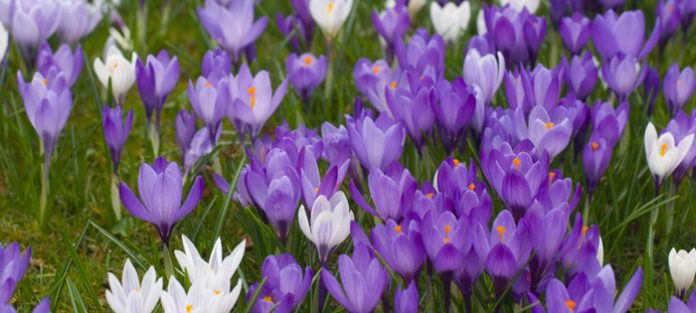 spring spring flowers