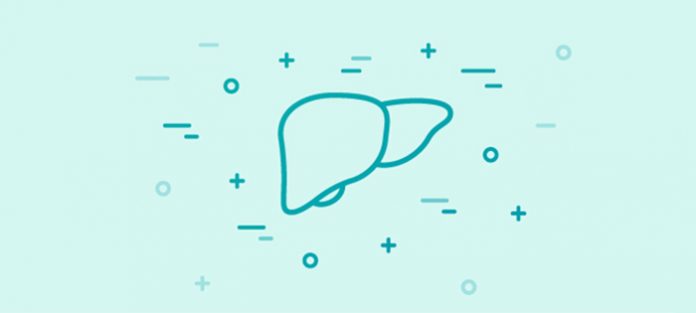 liver illustration