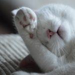White cat sleeping peacefully with its paw over its face on a soft surface.