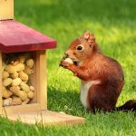 Brown squirrel sitting on grass, holding a peanut beside a wooden feeder filled with peanuts.