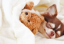 smiling puppy sleeping under covers with stuffed animals | joy of sleeping