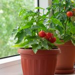 Grow your own food indoors (with step-by-step instructions) potted tomatoe plants on window sill | how to grow tomatoes indoors
