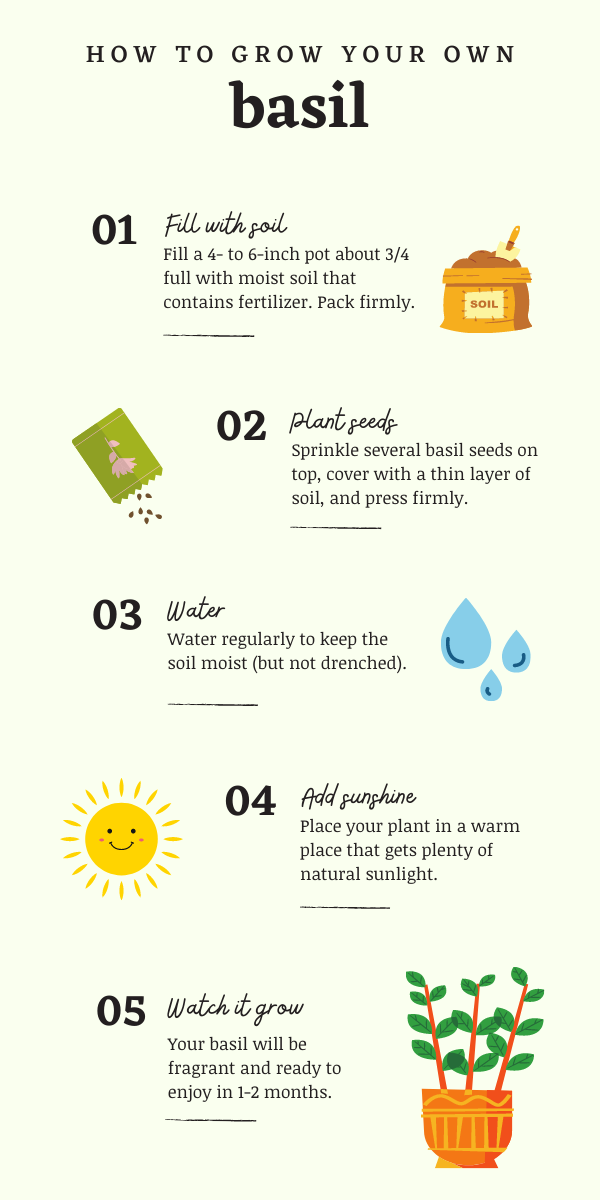 Basil Growing Process A step-by-step guide to growing your own food indoors - CampusWell