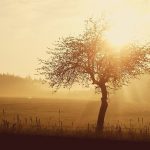 Single tree in a field at sunrise, glowing in warm golden light.