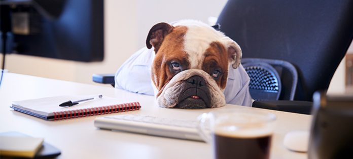 tired bulldog at desk, sleep and metabolism concept