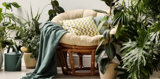 3 easy-care houseplants to boost your mood