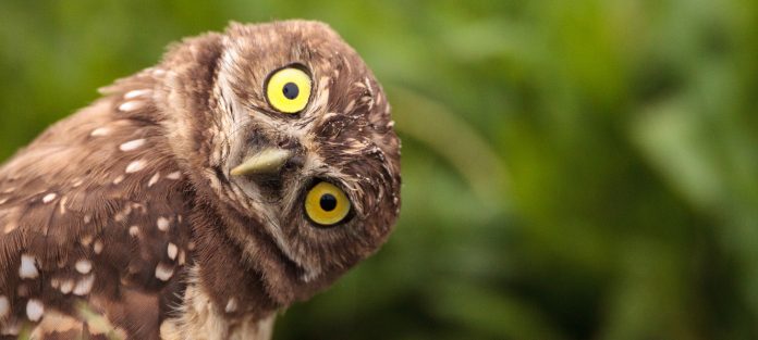 curious owl