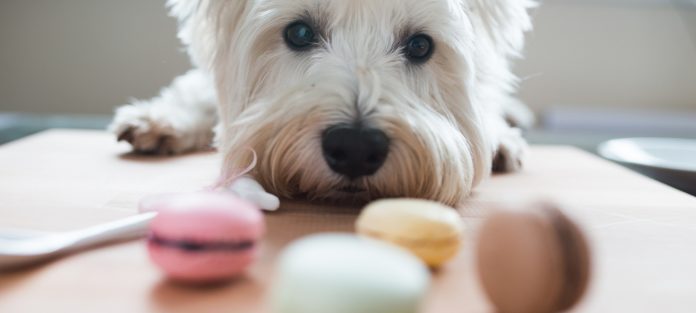 dog looking at cookies