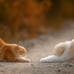 Small moves, big impact: Easy ways to stay active in your daily routine Playful puppy and cat stretching toward each other on a path, showing movement and activity.