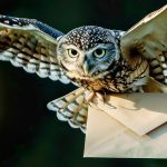 Ask the professor: Owl flying while carrying an envelope, representing academic advice or professor correspondence.