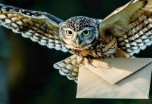 Ask the professor: “How do I go about getting a recommendation letter?” Owl flying while carrying an envelope, representing academic advice or professor correspondence.