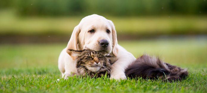 Dog resting on cat