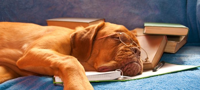 dog sleeping on books