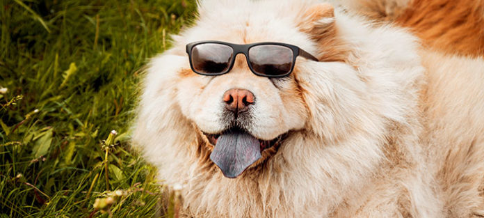 Happy dog wearing sunglasses